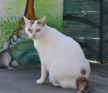 LEONARDO, Katze, Hauskatze in Bulgarien - Bild 6
