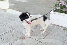 BETOVEN, Hund, Mischlingshund in Griechenland - Bild 10