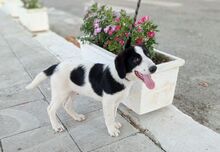 BETOVEN, Hund, Mischlingshund in Griechenland - Bild 11