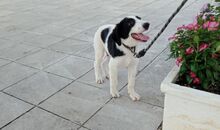 BETOVEN, Hund, Mischlingshund in Griechenland - Bild 8