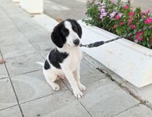 BETOVEN, Hund, Mischlingshund in Griechenland - Bild 9