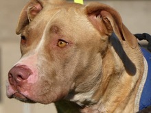 DALLAS, Hund, American Staffordshire Terrier in Spanien - Bild 4