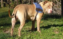 DALLAS, Hund, American Staffordshire Terrier in Spanien - Bild 5