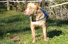 DALLAS, Hund, American Staffordshire Terrier in Spanien - Bild 6