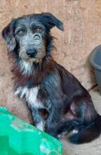 CHAPLIN, Hund, Mischlingshund in Rumänien - Bild 1