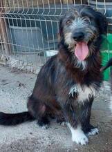 CHAPLIN, Hund, Mischlingshund in Rumänien - Bild 10