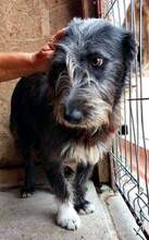 CHAPLIN, Hund, Mischlingshund in Rumänien - Bild 2