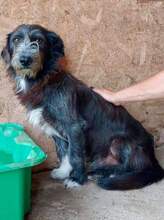 CHAPLIN, Hund, Mischlingshund in Rumänien - Bild 5