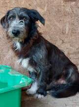 CHAPLIN, Hund, Mischlingshund in Rumänien - Bild 6
