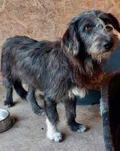 CHAPLIN, Hund, Mischlingshund in Rumänien - Bild 7