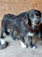 CHAPLIN, Hund, Mischlingshund in Rumänien - Bild 8