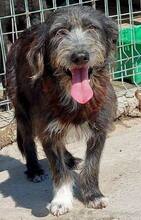 CHAPLIN, Hund, Mischlingshund in Rumänien - Bild 9