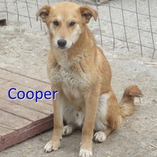 COOPER, Hund, Mischlingshund in Bulgarien - Bild 1