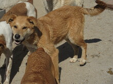 COOPER, Hund, Mischlingshund in Bulgarien - Bild 2