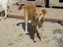 COOPER, Hund, Mischlingshund in Bulgarien - Bild 3