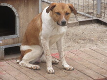 COUNTREY, Hund, Mischlingshund in Bulgarien - Bild 3
