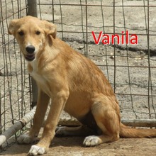 VANILA, Hund, Mischlingshund in Bulgarien - Bild 1