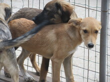 VANILA, Hund, Mischlingshund in Bulgarien - Bild 3