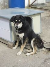 VERONA, Hund, Mischlingshund in Bulgarien - Bild 2