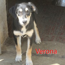 VERONA, Hund, Mischlingshund in Bulgarien - Bild 5