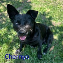 CHERNYO, Hund, Mischlingshund in Bulgarien - Bild 2