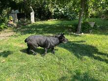 CHERNYO, Hund, Mischlingshund in Bulgarien - Bild 4