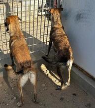 TIGRE, Hund, Mischlingshund in Italien - Bild 10