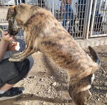 TIGRE, Hund, Mischlingshund in Italien - Bild 12