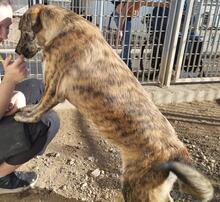 TIGRE, Hund, Mischlingshund in Italien - Bild 13
