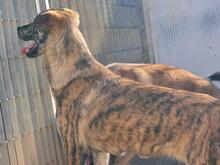 TIGRE, Hund, Mischlingshund in Italien - Bild 14