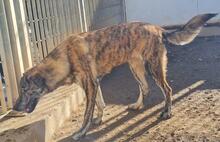 TIGRE, Hund, Mischlingshund in Italien - Bild 16