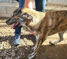 TIGRE, Hund, Mischlingshund in Italien - Bild 23