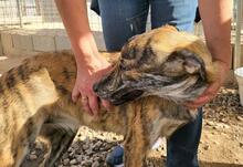 TIGRE, Hund, Mischlingshund in Italien - Bild 24