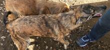 TIGRE, Hund, Mischlingshund in Italien - Bild 25