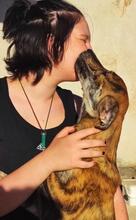TIGRE, Hund, Mischlingshund in Italien - Bild 33