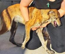 TIGRE, Hund, Mischlingshund in Italien - Bild 34