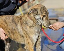 TIGRE, Hund, Mischlingshund in Italien - Bild 39