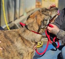 TIGRE, Hund, Mischlingshund in Italien - Bild 40