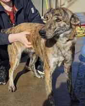 TIGRE, Hund, Mischlingshund in Italien - Bild 42