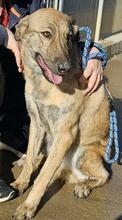 TIGROTTA, Hund, Mischlingshund in Italien - Bild 1