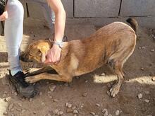 TIGROTTA, Hund, Mischlingshund in Italien - Bild 17