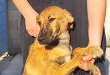 TIGROTTA, Hund, Mischlingshund in Italien - Bild 19