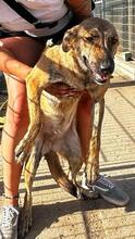 TIGROTTA, Hund, Mischlingshund in Italien - Bild 29