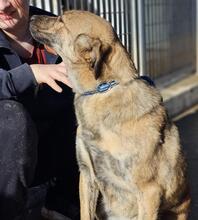 TIGROTTA, Hund, Mischlingshund in Italien - Bild 34