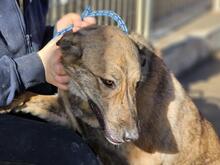 TIGROTTA, Hund, Mischlingshund in Italien - Bild 36