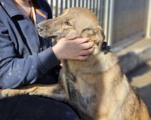 TIGROTTA, Hund, Mischlingshund in Italien - Bild 37