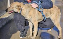 TIGROTTA, Hund, Mischlingshund in Italien - Bild 38