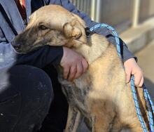 TIGROTTA, Hund, Mischlingshund in Italien - Bild 39