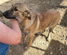 TIGROTTA, Hund, Segugio Italiano-Mix in Italien - Bild 13