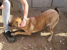 TIGROTTA, Hund, Segugio Italiano-Mix in Italien - Bild 17